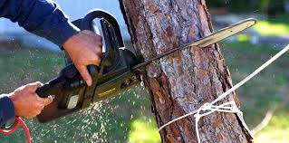 Best Storm Damage Tree Cleanup  in Owenton, KY