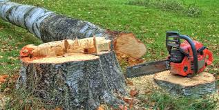 Best Fruit Tree Pruning  in Owenton, KY