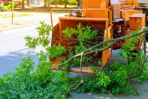 Best Lawn Maintenance Plans  in Owenton, KY