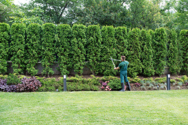 Best Tree Maintenance Programs  in Owenton, KY