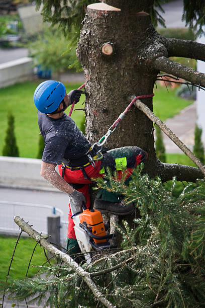 Best Lawn Mowing  in Owenton, KY