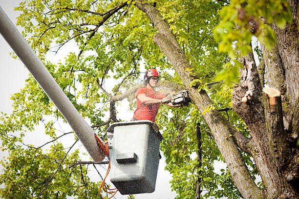 Best Tree Removal  in Owenton, KY