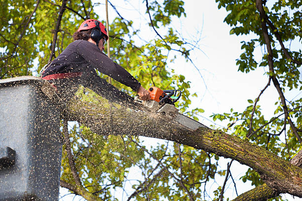 Trusted Owenton, KY Tree Services Experts